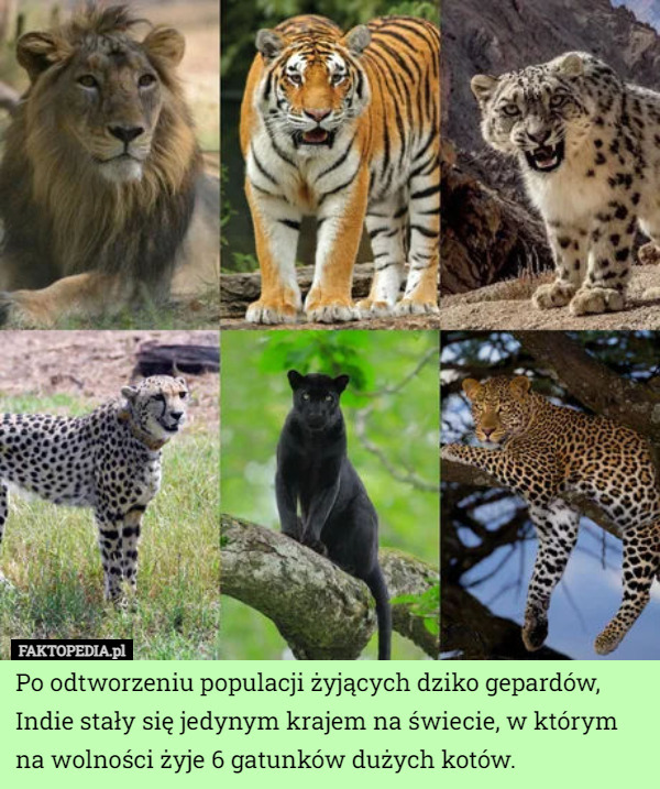 Po odtworzeniu populacji żyjących dziko gepardów, Indie stały się jedynym krajem na świecie, w którym na wolności żyje 6 gatunków dużych kotów. 