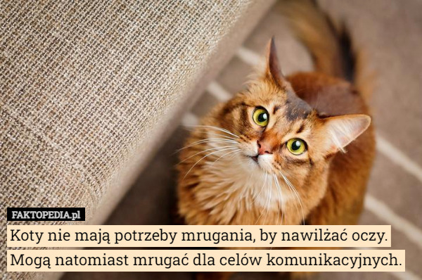 Koty nie mają potrzeby mrugania, by nawilżać oczy.
 Mogą natomiast mrugać dla celów komunikacyjnych. 