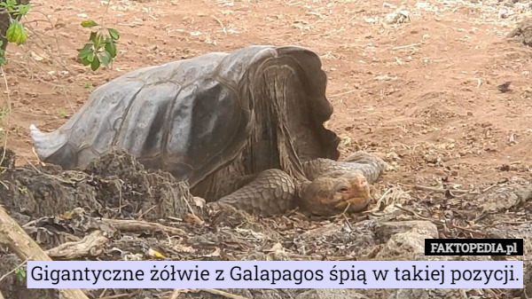 Gigantyczne żółwie z Galapagos śpią w takiej pozycji. 