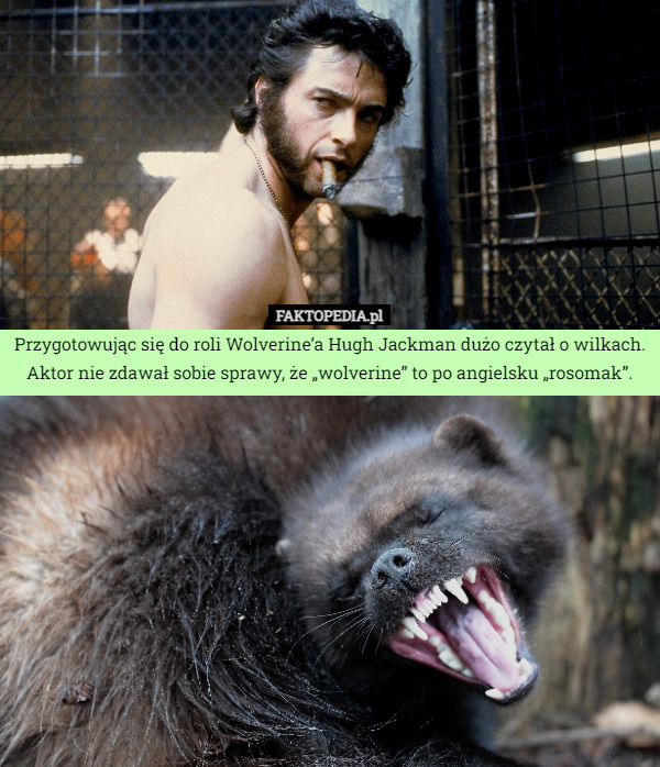 Przygotowując się do roli Wolverine’a Hugh Jackman dużo czytał o wilkach. Aktor nie zdawał sobie sprawy, że „wolverine” to po angielsku „rosomak”. 