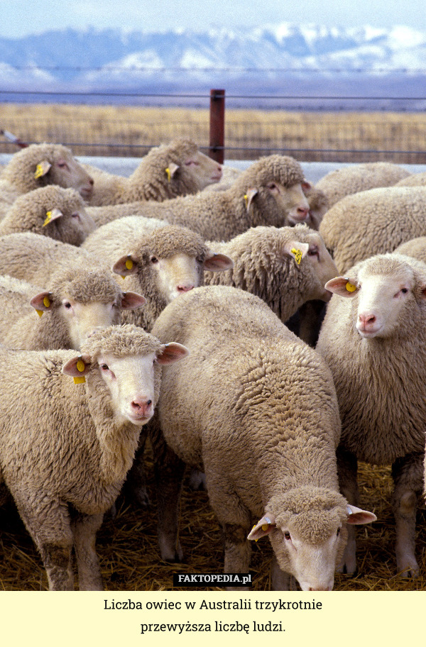 Liczba owiec w Australii trzykrotnie
przewyższa liczbę ludzi. 