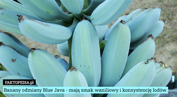 Banany odmiany Blue Java - mają smak waniliowy i konsystencję lodów. 
