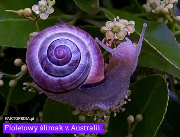 Fioletowy ślimak z Australii. 