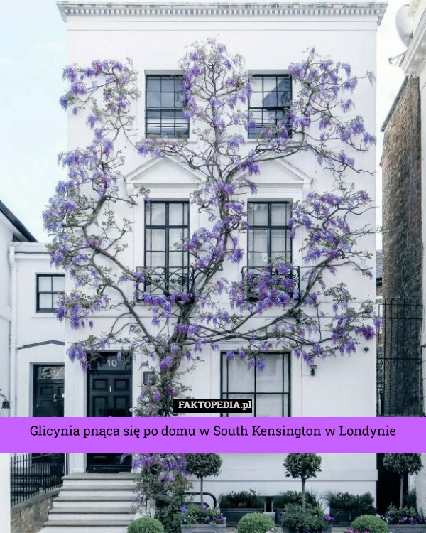Glicynia pnąca się po domu w South Kensington w Londynie 