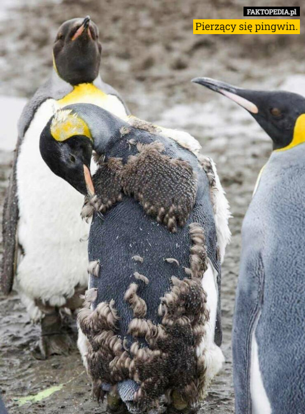 Pierzący się pingwin. 