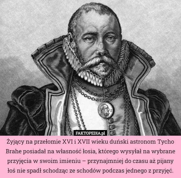 Żyjący na przełomie XVI i XVII wieku duński astronom Tycho Brahe posiadał na własność łosia, którego wysyłał na wybrane przyjęcia w swoim imieniu – przynajmniej do czasu aż pijany łoś nie spadł schodząc ze schodów podczas jednego z przyjęć. 