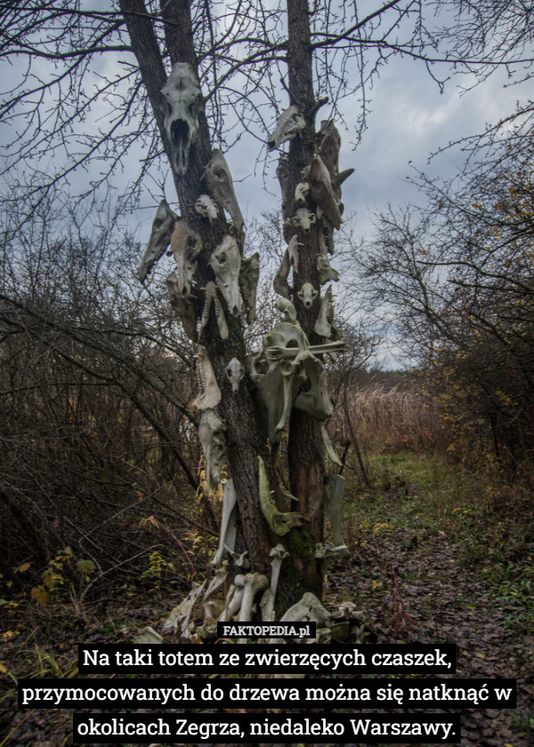Na taki totem ze zwierzęcych czaszek, przymocowanych do drzewa można się natknąć w okolicach Zegrza, niedaleko Warszawy. 