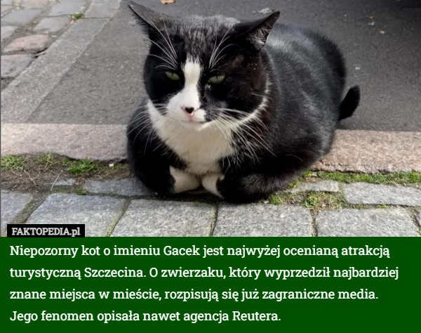 Niepozorny kot o imieniu Gacek jest najwyżej ocenianą atrakcją turystyczną Szczecina. O zwierzaku, który wyprzedził najbardziej znane miejsca w mieście, rozpisują się już zagraniczne media.
 Jego fenomen opisała nawet agencja Reutera. 