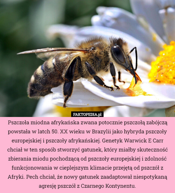 Pszczoła miodna afrykańska zwana potocznie pszczołą zabójczą powstała w latch 50. XX wieku w Brazylii jako hybryda pszczoły europejskiej i pszczoły afrykańskiej. Genetyk Warwick E Carr chciał w ten sposób stworzyć gatunek, który miałby skuteczność zbierania miodu pochodzącą od pszczoły europejskiej i zdolność funkcjonowania w cieplejszym klimacie przejętą od pszczół z Afryki. Pech chciał, że nowy gatunek zaadaptował niespotykaną agresję pszczół z Czarnego Kontynentu. 