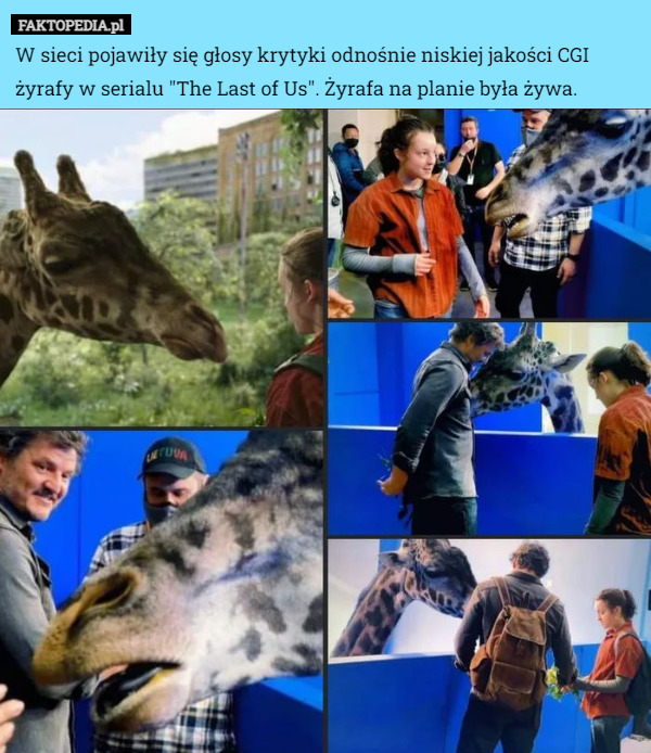 W sieci pojawiły się głosy krytyki odnośnie niskiej jakości CGI żyrafy w serialu "The Last of Us". Żyrafa na planie była żywa. 