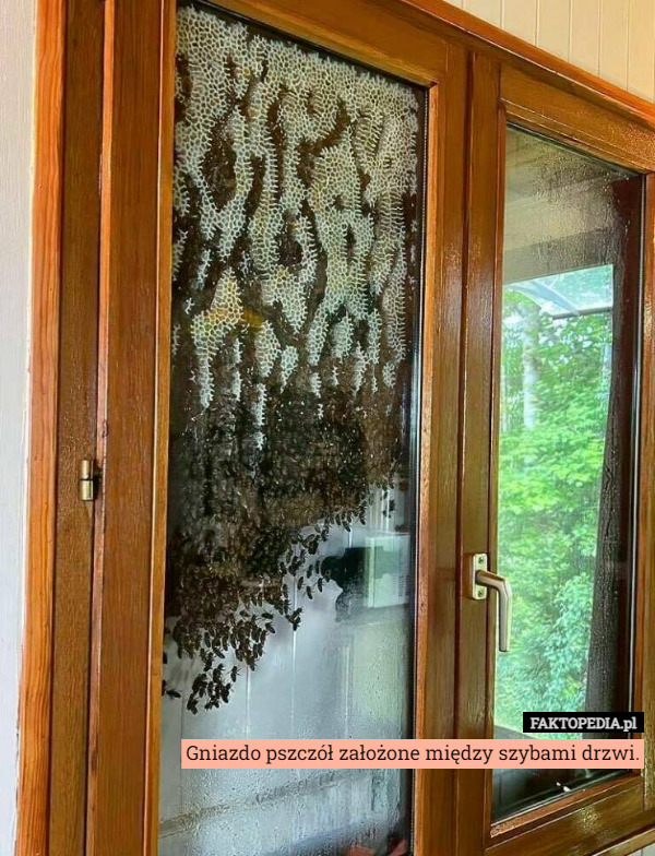 Gniazdo pszczół założone między szybami drzwi. 