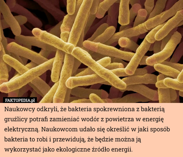 Naukowcy odkryli, że bakteria spokrewniona z bakterią gruźlicy potrafi zamieniać wodór z powietrza w energię elektryczną. Naukowcom udało się określić w jaki sposób bakteria to robi i przewidują, że będzie można ją wykorzystać jako ekologiczne źródło energii. 