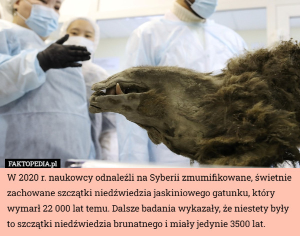 W 2020 r. naukowcy odnaleźli na Syberii zmumifikowane, świetnie zachowane szczątki niedźwiedzia jaskiniowego gatunku, który wymarł 22 000 lat temu. Dalsze badania wykazały, że niestety były to szczątki niedźwiedzia brunatnego i miały jedynie 3500 lat. 