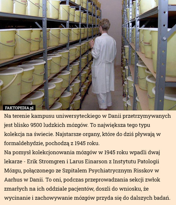 Na terenie kampusu uniwersyteckiego w Danii przetrzymywanych jest blisko 9500 ludzkich mózgów. To największa tego typu kolekcja na świecie. Najstarsze organy, które do dziś pływają w formaldehydzie, pochodzą z 1945 roku.
Na pomysł kolekcjonowania mózgów w 1945 roku wpadli dwaj lekarze - Erik Stromgren i Larus Einarson z Instytutu Patologii Mózgu, połączonego ze Szpitalem Psychiatrycznym Risskov w Aarhus w Danii. To oni, podczas przeprowadzania sekcji zwłok zmarłych na ich oddziale pacjentów, doszli do wniosku, że wycinanie i zachowywanie mózgów przyda się do dalszych badań. 