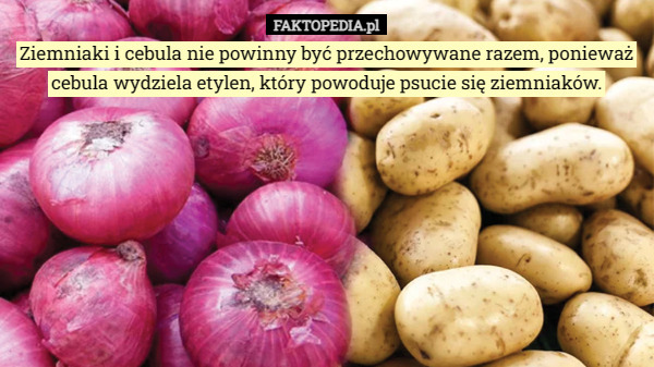 Ziemniaki i cebula nie powinny być przechowywane razem, ponieważ cebula wydziela etylen, który powoduje psucie się ziemniaków. 