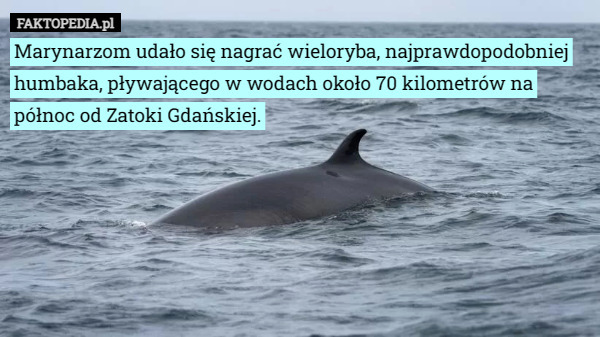 Marynarzom udało się nagrać wieloryba, najprawdopodobniej humbaka, pływającego w wodach około 70 kilometrów na północ od Zatoki Gdańskiej. 