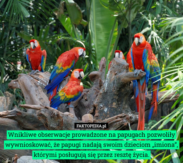 Wnikliwe obserwacje prowadzone na papugach pozwoliły wywnioskować, że papugi nadają swoim dzieciom „imiona”, którymi posługują się przez resztę życia. 