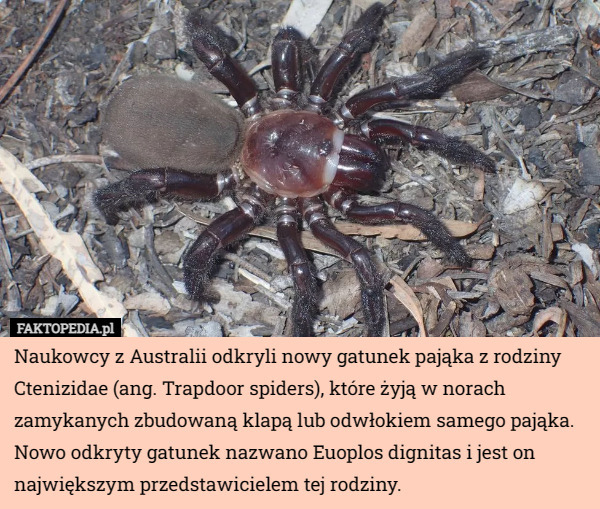 Naukowcy z Australii odkryli nowy gatunek pająka z rodziny Ctenizidae (ang. Trapdoor spiders), które żyją w norach zamykanych zbudowaną klapą lub odwłokiem samego pająka.
Nowo odkryty gatunek nazwano Euoplos dignitas i jest on największym przedstawicielem tej rodziny. 