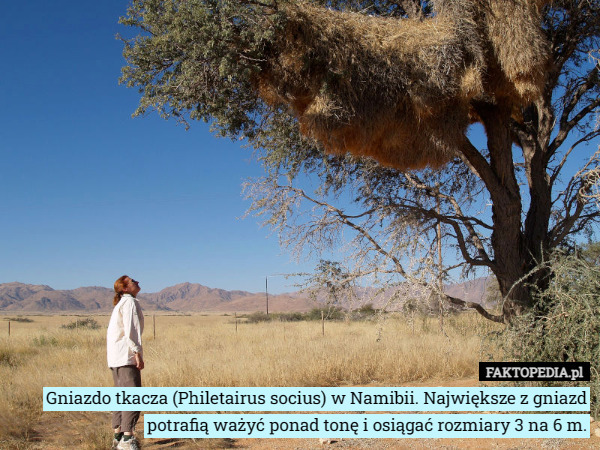 Gniazdo tkacza (Philetairus socius) w Namibii. Największe z gniazd potrafią ważyć ponad tonę i osiągać rozmiary 3 na 6 m. 