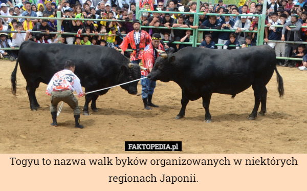 Togyu to nazwa walk byków organizowanych w niektórych regionach Japonii. 