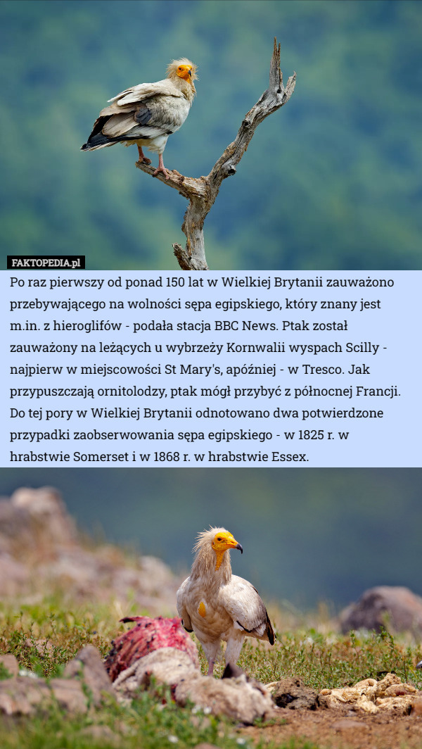Po raz pierwszy od ponad 150 lat w Wielkiej Brytanii zauważono przebywającego na wolności sępa egipskiego, który znany jest m.in. z hieroglifów - podała stacja BBC News. Ptak został zauważony na leżących u wybrzeży Kornwalii wyspach Scilly - najpierw w miejscowości St Mary's, apóźniej - w Tresco. Jak przypuszczają ornitolodzy, ptak mógł przybyć z północnej Francji. Do tej pory w Wielkiej Brytanii odnotowano dwa potwierdzone przypadki zaobserwowania sępa egipskiego - w 1825 r. w hrabstwie Somerset i w 1868 r. w hrabstwie Essex. 
