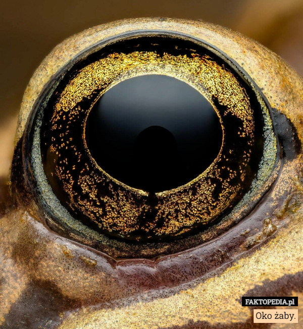 Oko żaby. 