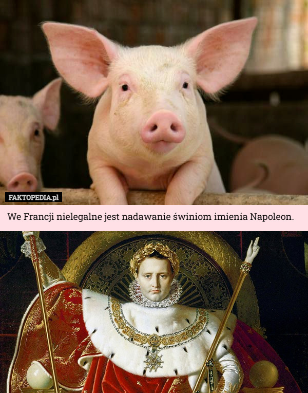 We Francji nielegalne jest nadawanie świniom imienia Napoleon. 