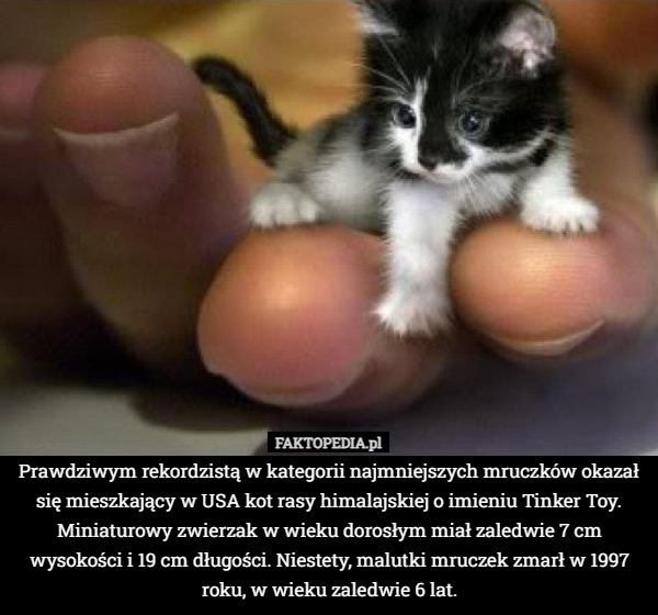 Prawdziwym rekordzistą w kategorii najmniejszych mruczków okazał się mieszkający w USA kot rasy himalajskiej o imieniu Tinker Toy. Miniaturowy zwierzak w wieku dorosłym miał zaledwie 7 cm wysokości i 19 cm długości. Niestety, malutki mruczek zmarł w 1997 roku, w wieku zaledwie 6 lat. 