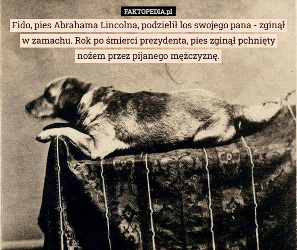 Fido, pies Abrahama Lincolna, podzielił los swojego pana - zginął w zamachu. Rok po śmierci prezydenta, pies zginął pchnięty nożem przez pijanego mężczyznę. 