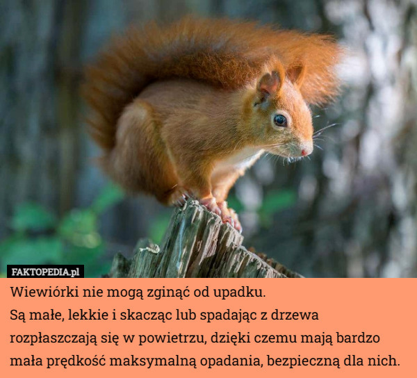 Wiewiórki nie mogą zginąć od upadku.
Są małe, lekkie i skacząc lub spadając z drzewa rozpłaszczają się w powietrzu, dzięki czemu mają bardzo mała prędkość maksymalną opadania, bezpieczną dla nich. 