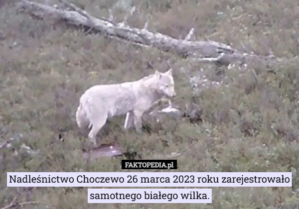 Nadleśnictwo Choczewo 26 marca 2023 roku zarejestrowało samotnego białego wilka. 