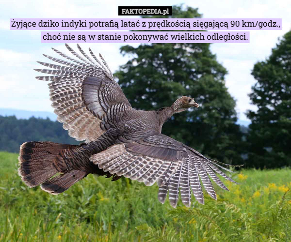 Żyjące dziko indyki potrafią latać z prędkością sięgającą 90 km/godz., choć nie są w stanie pokonywać wielkich odległości. 