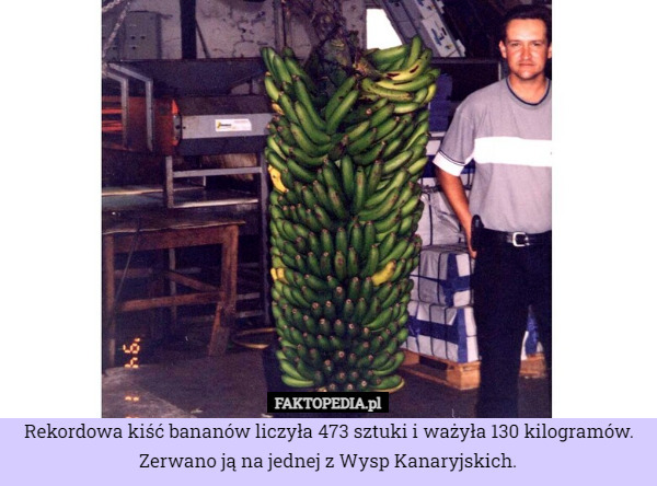 Rekordowa kiść bananów liczyła 473 sztuki i ważyła 130 kilogramów. Zerwano ją na jednej z Wysp Kanaryjskich. 