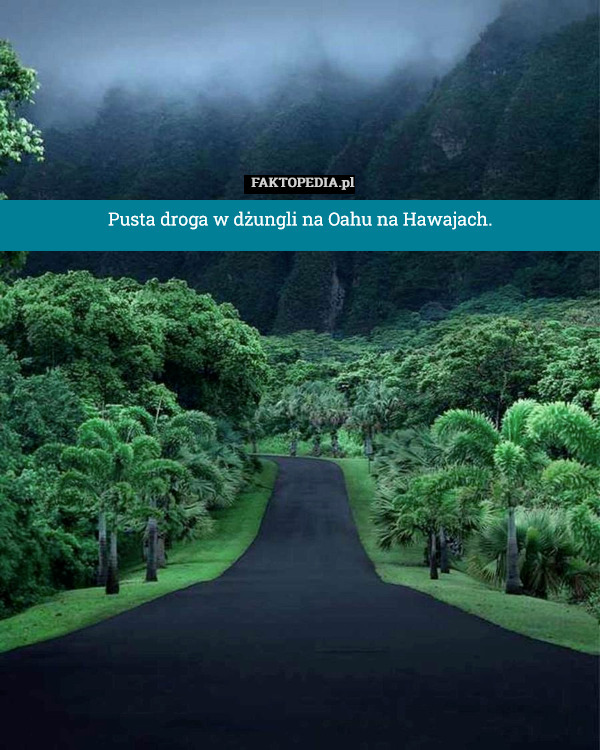Pusta droga w dżungli na Oahu na Hawajach. 