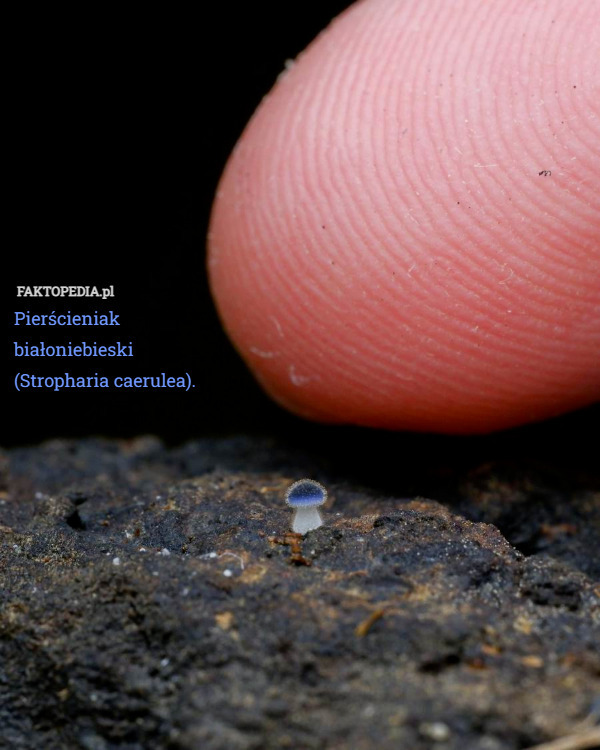 Pierścieniak białoniebieski (Stropharia caerulea). 
