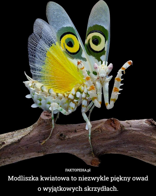 Modliszka kwiatowa to niezwykle piękny owad
 o wyjątkowych skrzydłach. 