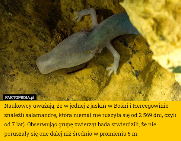 Naukowcy uważają, że w jednej z jaskiń w Bośni i Hercegowinie znaleźli salamandrę, która niemal nie ruszyła się od 2 569 dni, czyli od 7 lat). Obserwując grupę zwierząt bada stwierdzili, że nie poruszały się one dalej niż średnio w promieniu 5 m. 