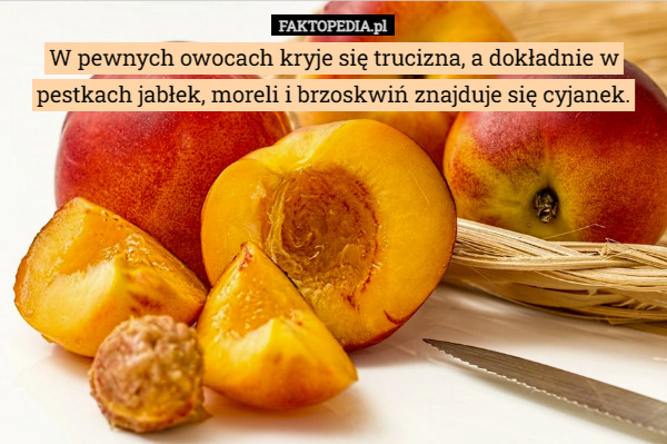 W pewnych owocach kryje się trucizna, a dokładnie w pestkach jabłek, moreli i brzoskwiń znajduje się cyjanek. 