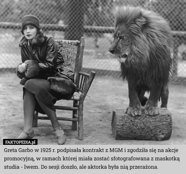 Greta Garbo w 1925 r. podpisała kontrakt z MGM i zgodziła się na akcje promocyjną, w ramach której miała zostać sfotografowana z maskotką studia - lwem. Do sesji doszło, ale aktorka była nią przerażona. 
