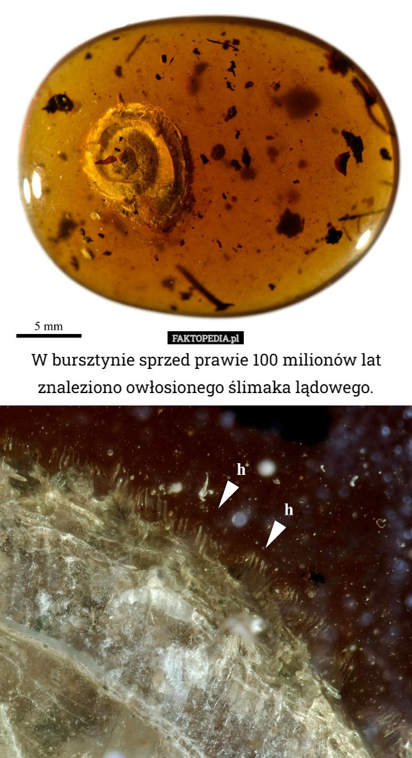 W bursztynie sprzed prawie 100 milionów lat znaleziono owłosionego ślimaka lądowego. 