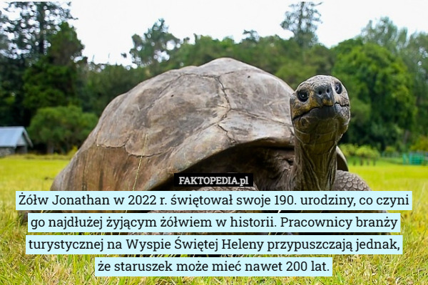 Żółw Jonathan w 2022 r. świętował swoje 190. urodziny, co czyni go najdłużej żyjącym żółwiem w historii. Pracownicy branży turystycznej na Wyspie Świętej Heleny przypuszczają jednak,
 że staruszek może mieć nawet 200 lat. 