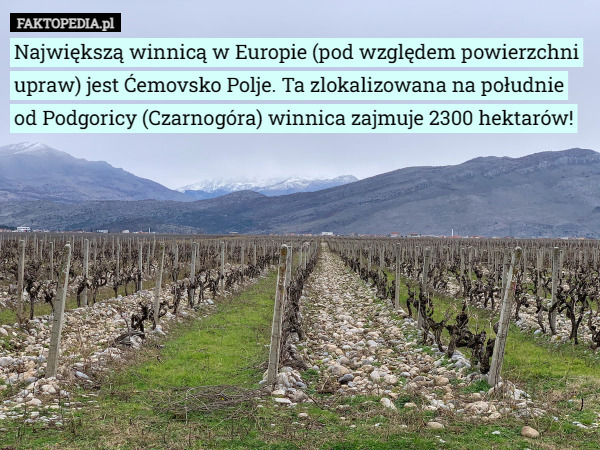 Największą winnicą w Europie (pod względem powierzchni upraw) jest Ćemovsko Polje. Ta zlokalizowana na południe od Podgoricy (Czarnogóra) winnica zajmuje 2300 hektarów! 