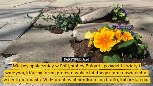 Miejscy społecznicy w Sofii, stolicy Bułgarii, posadzili kwiaty i warzywa, które są formą protestu wobec fatalnego stanu nawierzchni w centrum miasta. W dziurach w chodniku rosną bratki, kabaczki i por. 