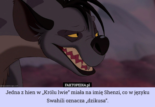 Jedna z hien w „Królu lwie” miała na imię Shenzi, co w języku Swahili oznacza „dzikusa”. 