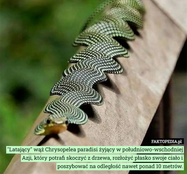 "Latający" wąż Chrysopelea paradisi żyjący w południowo-wschodniej Azji, który potrafi skoczyć z drzewa, rozłożyć płasko swoje ciało i poszybować na odległość nawet ponad 10 metrów. 