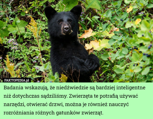 Badania wskazują, że niedźwiedzie są bardziej inteligentne niż dotychczas sądziliśmy. Zwierzęta te potrafią używać narzędzi, otwierać drzwi, można je również nauczyć rozróżniania różnych gatunków zwierząt. 