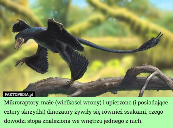 Mikroraptory, małe (wielkości wrony) i upierzone (i posiadające cztery skrzydła) dinozaury żywiły się również ssakami, czego dowodzi stopa znaleziona we wnętrzu jednego z nich. 
