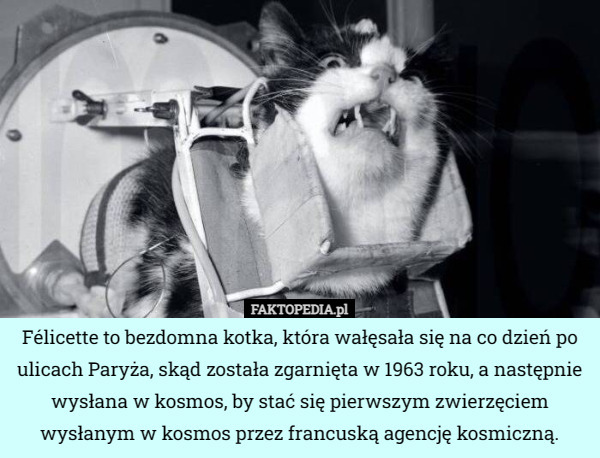Félicette to bezdomna kotka, która wałęsała się na co dzień po ulicach Paryża, skąd została zgarnięta w 1963 roku, a następnie wysłana w kosmos, by stać się pierwszym zwierzęciem wysłanym w kosmos przez francuską agencję kosmiczną. 