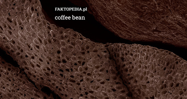 coffee bean 