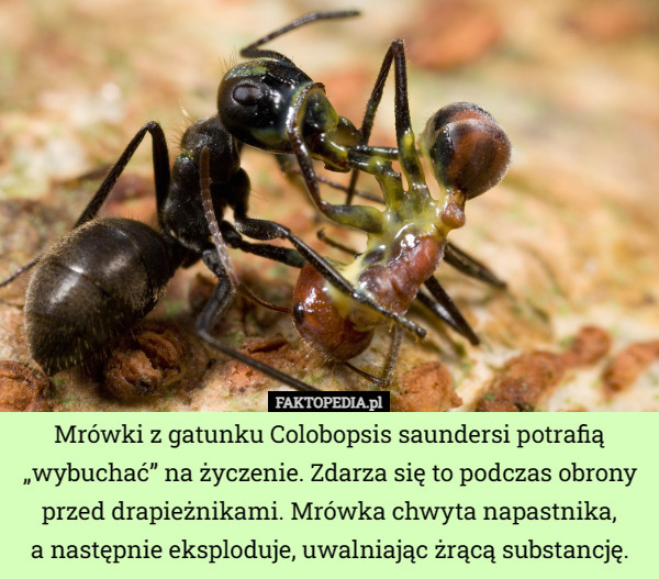Mrówki z gatunku Colobopsis saundersi potrafią „wybuchać” na życzenie. Zdarza się to podczas obrony przed drapieżnikami. Mrówka chwyta napastnika,
 a następnie eksploduje, uwalniając żrącą substancję. 
